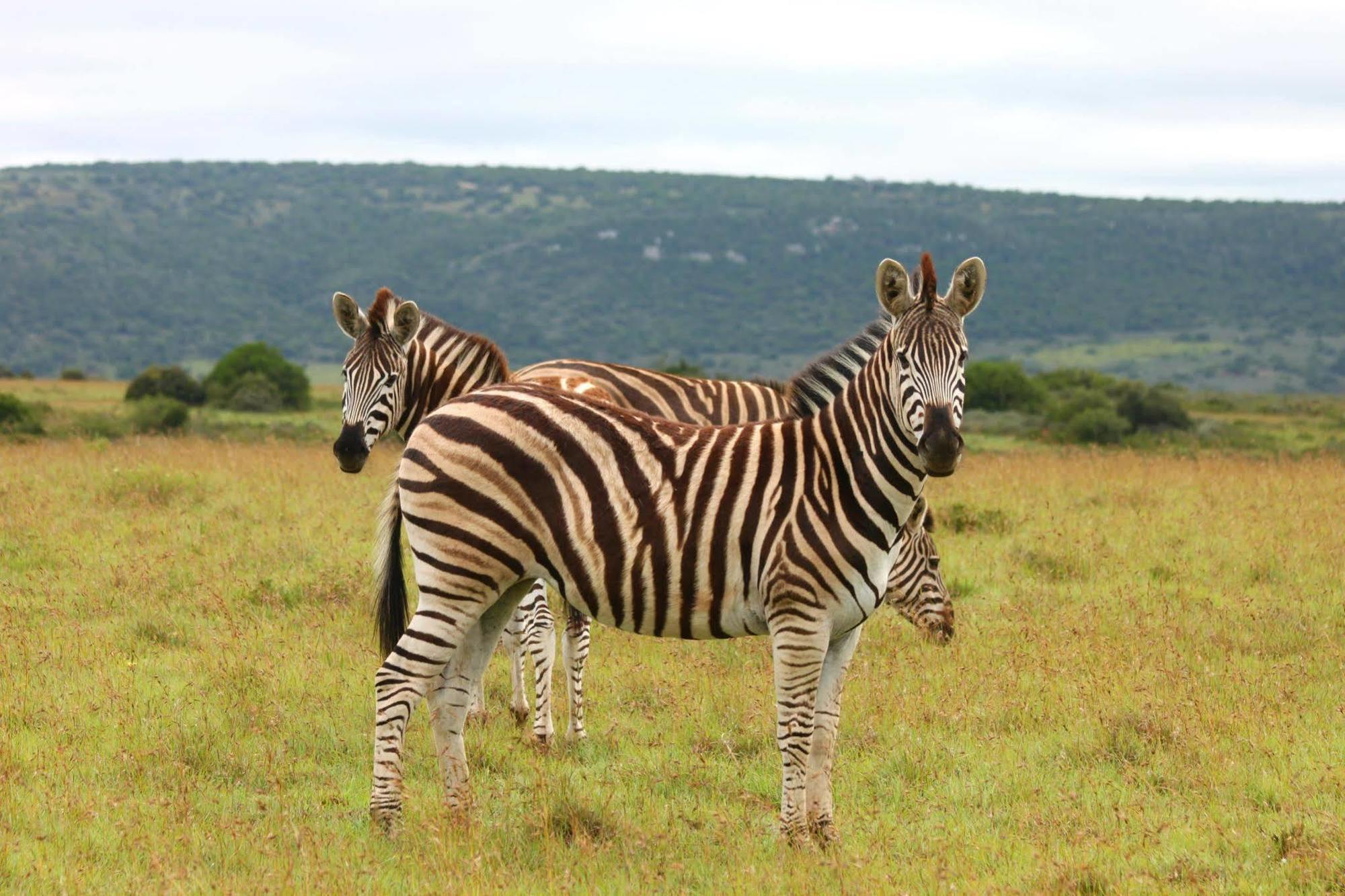 Leeuwenbosch Country House - Amakhala Game Reserve Exterior photo