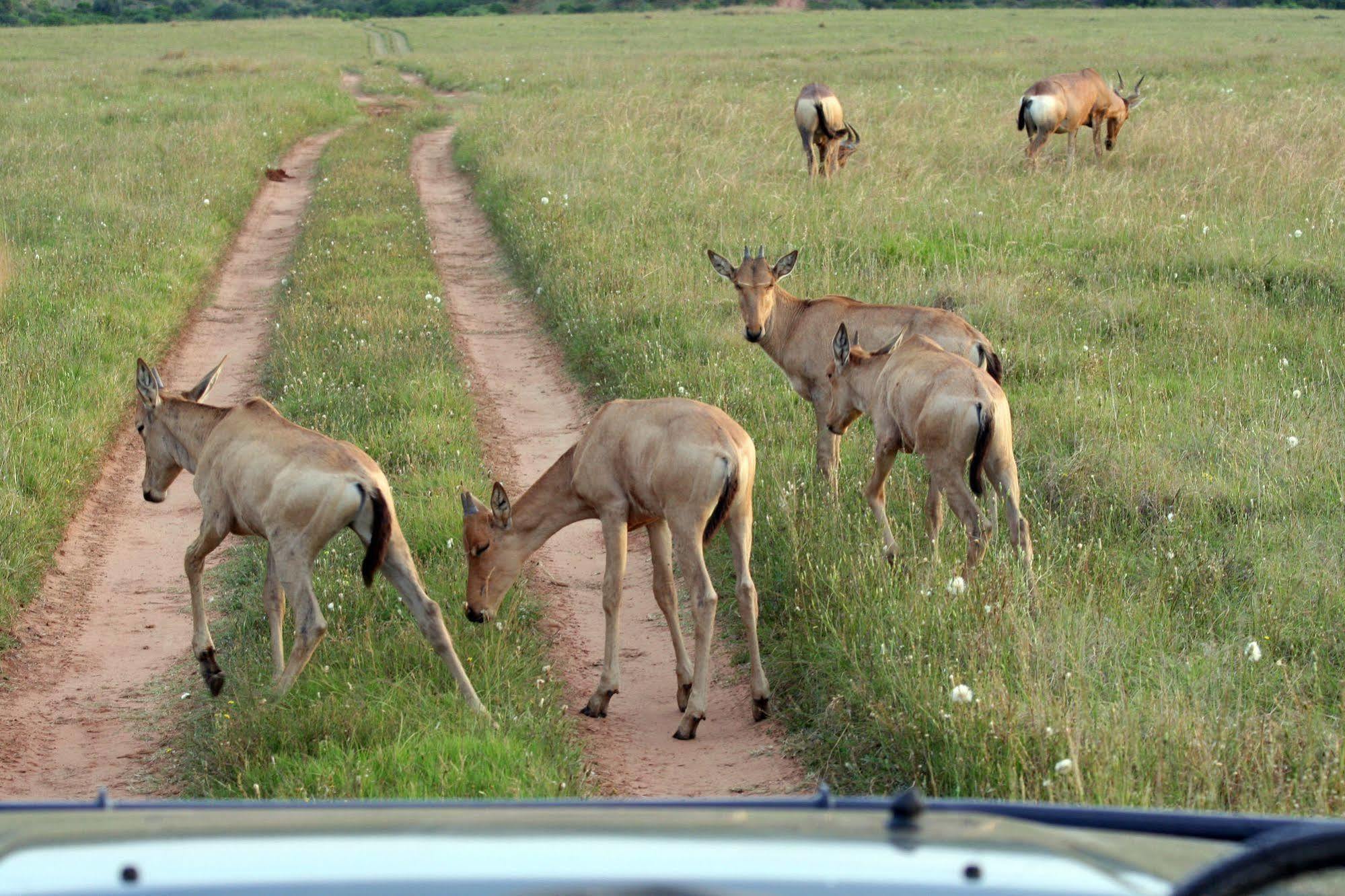 Leeuwenbosch Country House - Amakhala Game Reserve Exterior photo